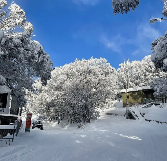 snow outside with massive tree